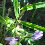 Vicia bithynica Květ