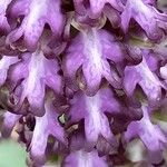 Himantoglossum robertianum Λουλούδι