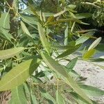 Tabebuia aurea Folha