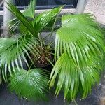 Livistona chinensis Hábitos