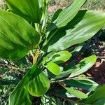 Acacia mangium Blad