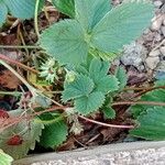 Fragaria × ananassa Habitus