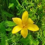 Tulipa sylvestris 花