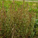 Amaranthus powellii Квітка