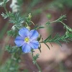 Linum lewisii Flower