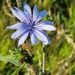 Cichorium endiviaBlomst