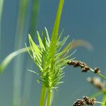 Valeriana dioica Blatt