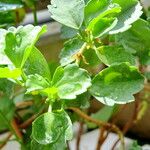 Pelargonium acetosum Leaf