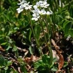 Androsace obtusifolia Blüte