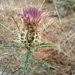 Atractylis humilis Flower