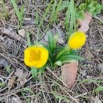 Crocus flavusFlors