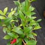 Aeschynanthus fulgens Foglia