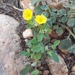 Oxalis frutescens Лист