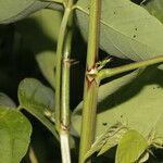 Desmodium distortum Fruit