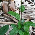 Passiflora edulis Vekstform