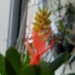 Aechmea nudicaulis Kwiat