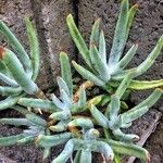 Dudleya edulisЛист