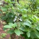 Ocimum americanumFlower