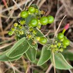 Jasminum fluminense Fruit