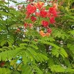 Caesalpinia pulcherrimaBlad