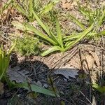 Colchicum longifolium Leaf