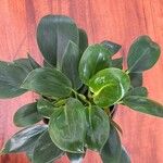 Peperomia maculosa Blad