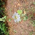 Alcea rosea Flower