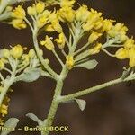 Alyssum serpyllifolium Diğer