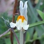 Linaria triphylla ফুল