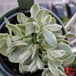 Aeonium castello-paivae Likasa