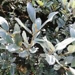 Salix lapponum Yaprak