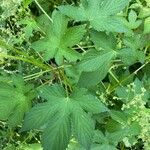 Humulus scandens Листок