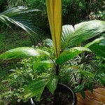 Verschaffeltia splendida Leaf