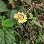 Lantana camaraപുഷ്പം