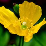 Papaver cambricum Blomma