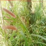 Cenchrus pedicellatus Likasa