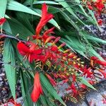 Crocosmia x crocosmiiflora Virág