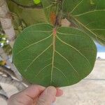 Coccoloba uvifera Blad