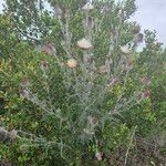 Cirsium occidentale List