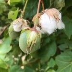 Gossypium herbaceum 果實