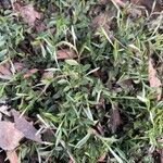 Evolvulus sericeus Yaprak