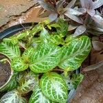 Episcia cupreata Kvet