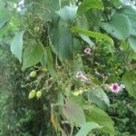 Paederia foetida Virág
