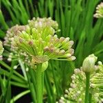 Allium senescens Flower