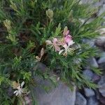 Oenothera suffrutescens Hábitos