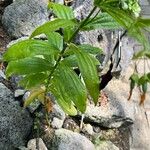 Ixanthus viscosus Hoja