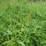 Ambrosia trifida Blatt