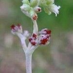 Crassula garibina Blüte