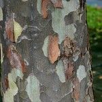 Platanus occidentalis Bark