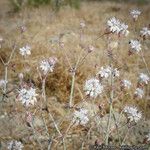 Eriogonum angulosum Staniste